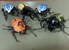 いきもの大図鑑6/7カブトムシ　4種5匹のサムネイル