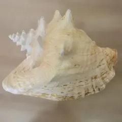 クイーンコンクシェル 大きなクリーム色 縁起物の貝殻 コンク貝 ピンク 希少