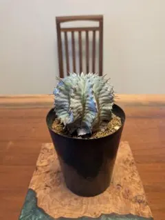 ユーフォルビア 胴太ホリダ 塊根植物 コーデックス