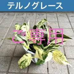 斑入り カンナ苗 シュツットガルト 20苗セット #花苗 観賞用 - メルカリ