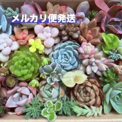 多肉植物　カット苗　詰め合わせ　寄せ植え　カラフル　⑥