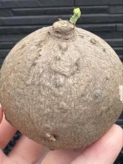 パンダ子様 リクエスト 2点 まとめ商品