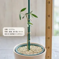 2026年最新】オリーブの木 ピクアルの人気アイテム - メルカリ
