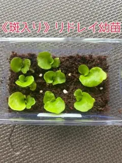 P.willinckii 月光爪哇 spore 1ケース ビカクシダ胞子培養 - メルカリ