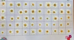 押し花　ノースポールc級④