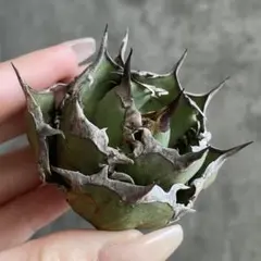 2026年最新】アガベ FO-076の人気アイテム - メルカリ