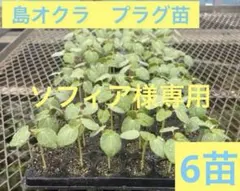 【ソフィア様専用】島オクラ苗　◎プラグ苗(6苗)◎