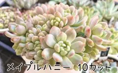 2025年最新】ぼのぼのさん苗の人気アイテム - メルカリ