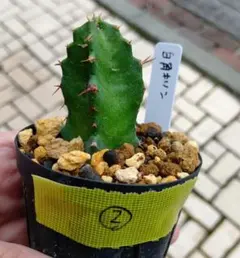 多肉植物 ユーフォルビア (カット苗発根済み） EX62 - メルカリ