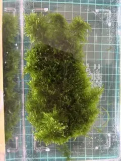 electric wheelchair様 リクエスト 3点 まとめ商品