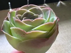 サ*ン様 No.a868 グリーノビア　若画　アエオニウム　多肉植物　撮影11月