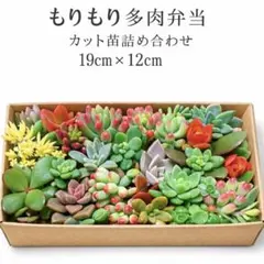 多肉植物カット苗詰め合わせ 多肉弁当もりもり詰め合わせ