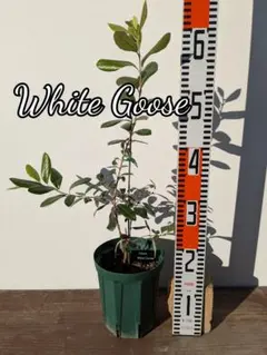 2026年最新】フェイジョア ホワイトグースの人気アイテム - メルカリ