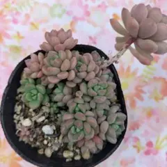 みなっしー様 リクエスト 3点 まとめ商品