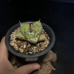 2026年最新】ドラゴンアガベの人気アイテム - メルカリ