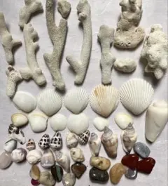 貝殻とサンゴ、天然石のセット