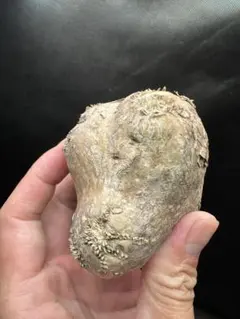 パキポディウム ブレビカリックス 現地球株 6月15日土管理発根確認済