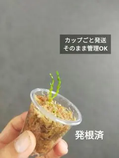 フペルジア ヌンムラリフォリア 発根済 カップごと発送①のサムネイル