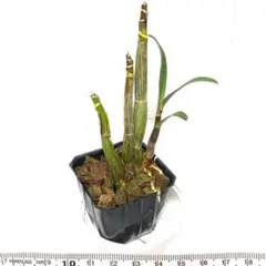 【苗】E デンドロビウム スペシオキンギアナム 紫系 新芽有り 洋ラン１株のサムネイル