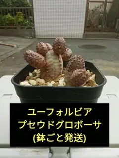 あまぞんや様 リクエスト 2点 まとめ商品