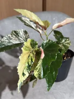 美斑入り！ベゴニア　ジニー銀河ギャラクシー　3株入り！　ラスト 美斑入り！ベゴニア ジニー銀河ギャラクシー 3株入り！ ラスト