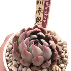 ま*タ様 【極上苗】ミックスベリア 赤鬼 多肉植物 おらいさん 自家繁殖苗
