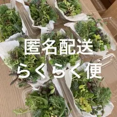 多肉植物　カット苗　1パック 希望あれば育て方送ります　セダム セット