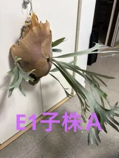 ビカクシダE-1 子株Aのサムネイル