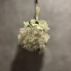 スモークツリー　ブーケのサムネイル