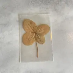 2026年最新】四葉のクローバー 押し花の人気アイテム - メルカリ