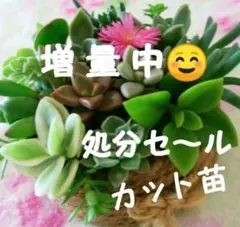 多肉植物 寄せ植え 詰め合わせ おまかせカット苗 可愛い セダム エケベリア