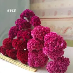 ☆928 ケイトウ ドライフラワー 赤×ピンクMIX 15本