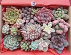 【158】多肉植物 カット苗 詰め合わせ 寄せ植えセット