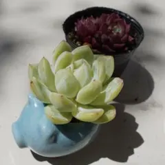 多肉植物 エケベリア系（雪花珍妮）美株 白粉 約 5cm