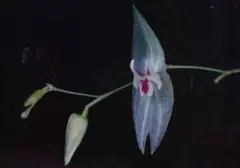 2025年最新】レパンテスの人気アイテム - メルカリ