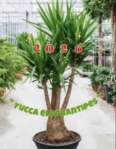 2026年最新】観葉植物 ユッカ エレファンティペスの人気アイテム