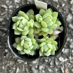 y2s2mk3927様 リクエスト 2点 まとめ商品