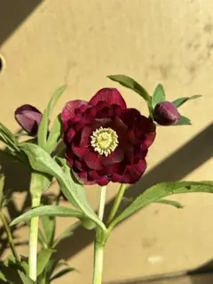 2026年最新】キラメキ クリスマスローズの人気アイテム - メルカリ