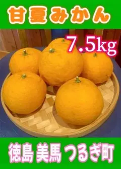 甘夏みかん 約7.5kg　農薬・化成肥料一切なし　【自然農】徳島美馬つるぎ町のサムネイル