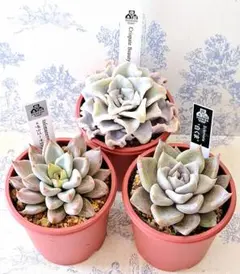 2025年最新】#優木園さん苗の人気アイテム - メルカリ