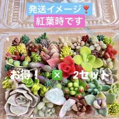 2026年最新】多肉 カット苗セットの人気アイテム - メルカリ