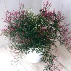 はなはな様 リクエスト 2点 まとめ商品