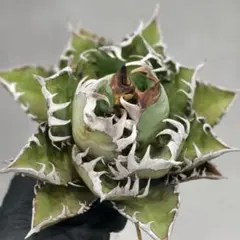 2025年最新】レッドキャットウィーズル ゴリ猫の人気アイテム - メルカリ