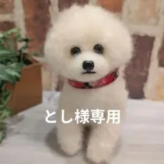 ビションフリーゼ♡のサムネイル