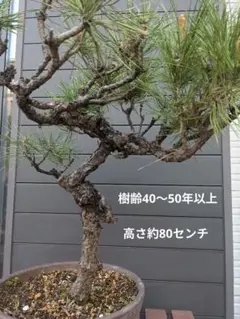 2025年最新】盆栽 樹齢30年の人気アイテム - メルカリ