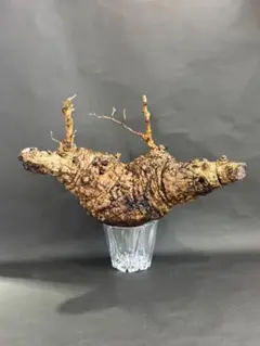 2025年最新】パキプス ベアルートの人気アイテム - メルカリ