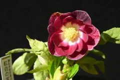 2025年最新】加藤農園クリスマスローズの人気アイテム - メルカリ