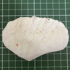 【沖縄県産】夏休みの工作やインテリアに！貝殻　シャコガイの殻（片面）1個①