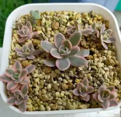 2025年最新】子持ち蓮華錦 鏡花の人気アイテム - メルカリ