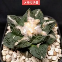 2026年最新】竜角牡丹の人気アイテム - メルカリ